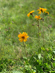 Photo n°9 de Sonia Ducroz 🌿 Soin énergétique / Magnétisme, Hypnose, Géobiologie à Les Houches (Thérapeute Reiki)