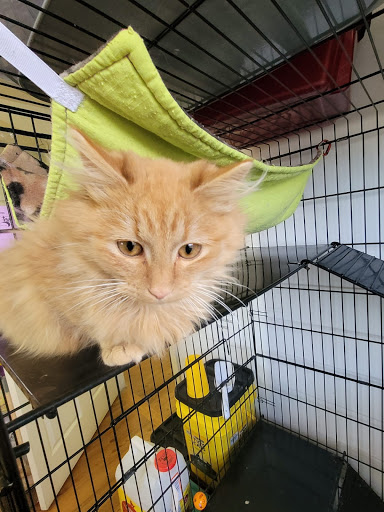 Anderson Humane Society, Inc. - Thumbnail