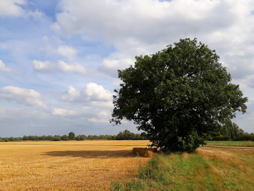 't Gelders Eiland - Thumbnail