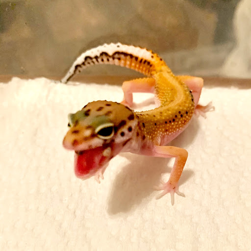 Gulf Coast Gecko - Thumbnail