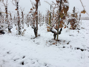 Photo n°27 de Cave de Tain à Tain-l'Hermitage (Établissement vinicole)