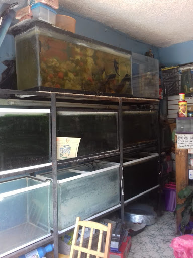 Acuario Biocalli - Thumbnail