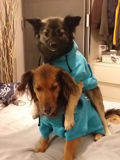 Ambulatorio Veterinario Veneziano di Fabris Caterina e Ravera Davide - Thumbnail