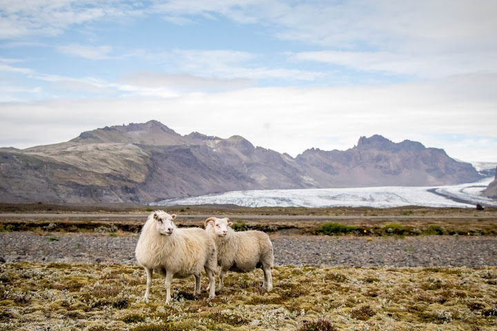 Hotel Skaftafell by null