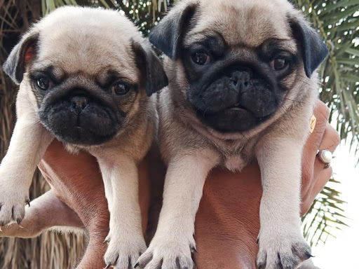 🐕 Pug puppy available  post image