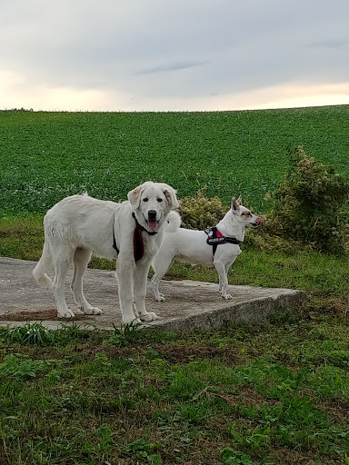 Dr. Steffen Schmidt veterinary practice - Visual
