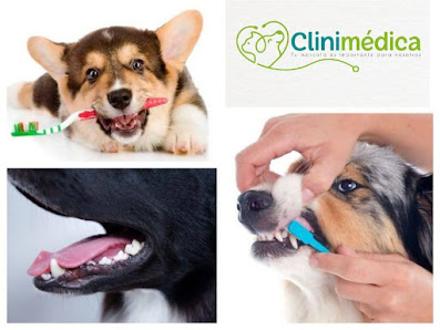 Fotografía de CLINICA VETERINARIA CLINIMÉDICA Perro