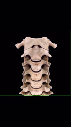 Photo n°12 de Osteopathe Paris 17 - Anthony Boucris (décompression neuro vertebrale) à Paris (Ostéopathe)