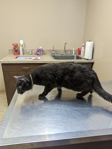 Gluckstadt Animal Hospital