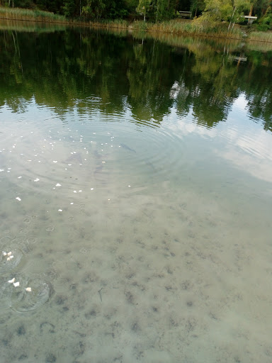 Waldsee - Visual
