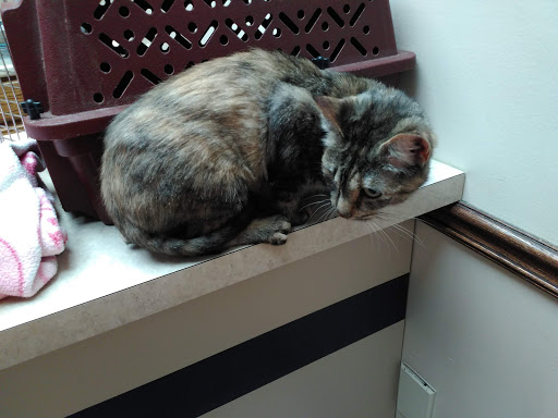 Dupont Veterinary Clinic - Thumbnail