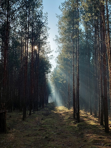 Hexenwald - Visual