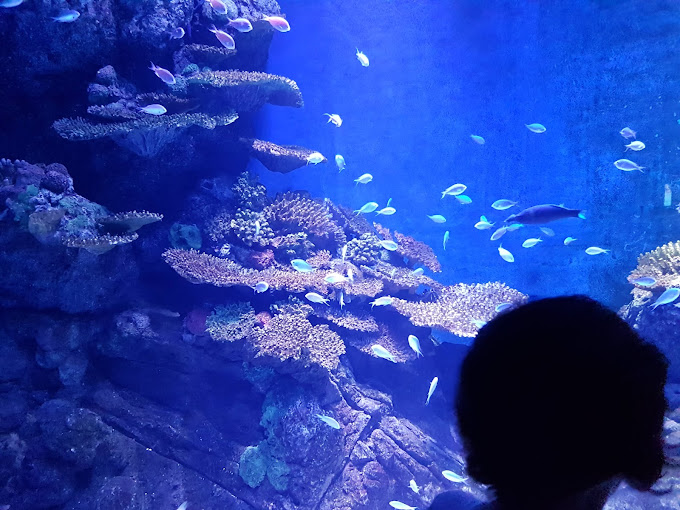Cairns Aquarium