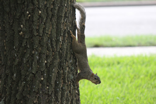 Nessler Park - Visual