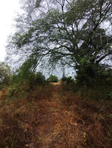 Barranca de las guacimas.