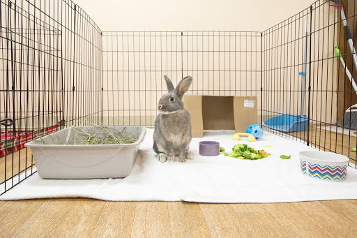 House Rabbit Society - Thumbnail