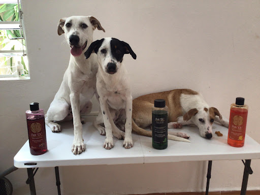 One Health, Clínica Veterinaria