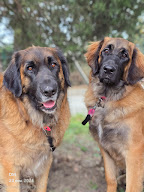 Les Patounes de Belledonne à Revel