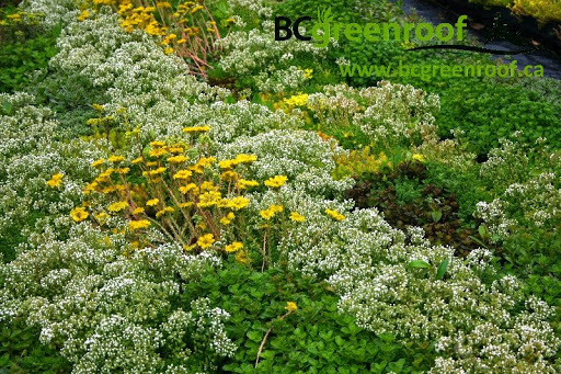 BC green roof Victoria - Thumbnail