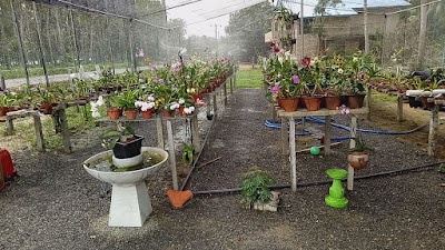 Photos of Ws Orchids