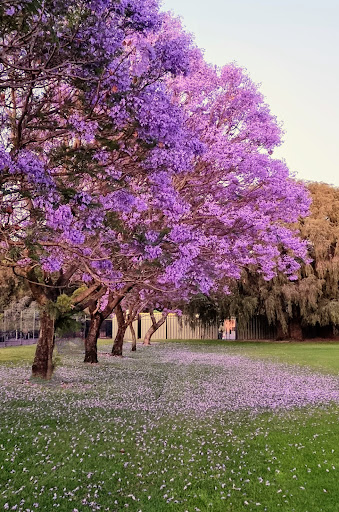 Collier Reserve Gallery - Australia