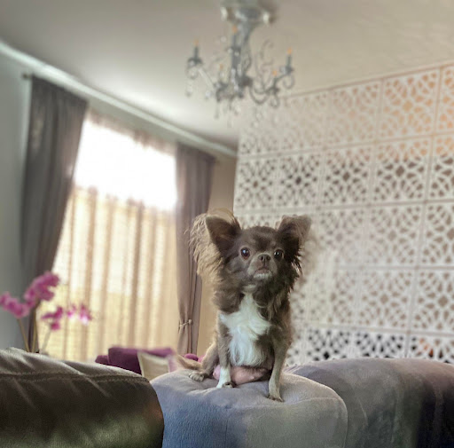 tiny chihuahua puppies for sale - Thumbnail
