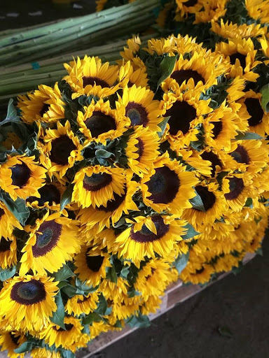 Accyflor Nogales - Thumbnail