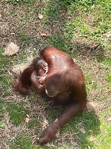 Primates - Visual