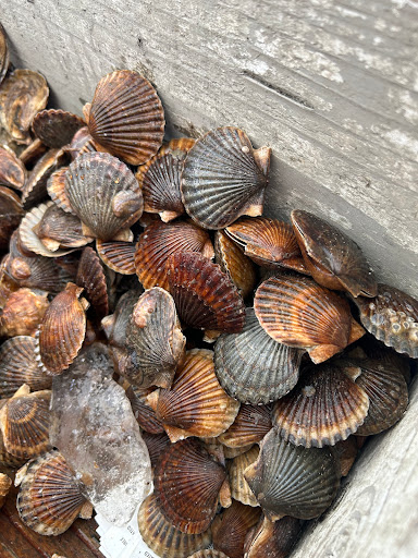 North Fork Big Oyster - Thumbnail