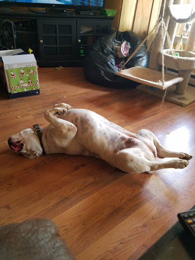 Pinnacle Animal Hospital - Thumbnail