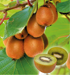 Photo n°7 de Pepinieres Jacques Briant à Verrières-en-Anjou (Service d'e-commerce)