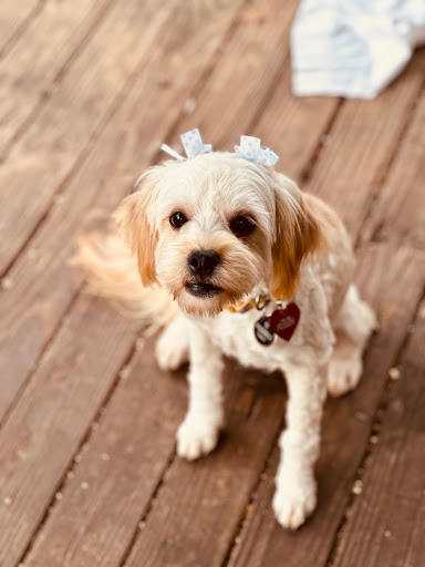 Buddy and Go-Go's Grooming and Bakery, LLC Gallery - United States