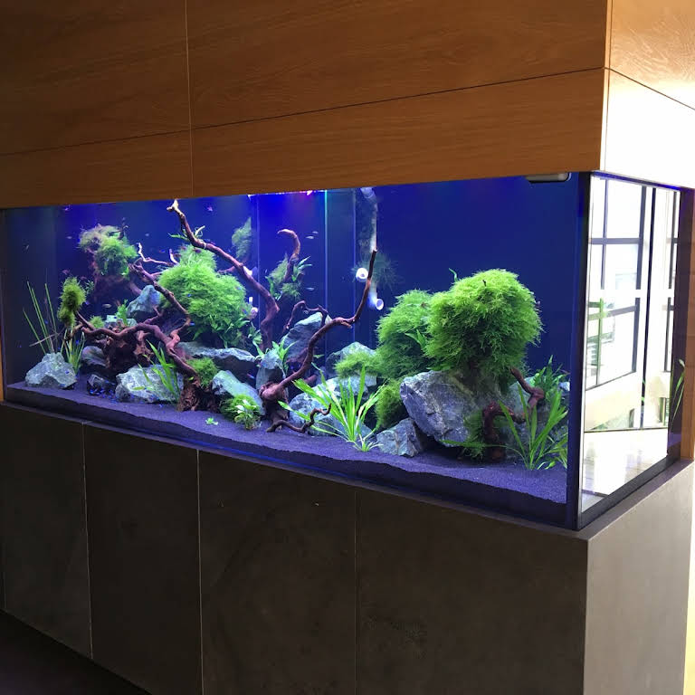 Stealth Aquatic  Aquarium Maintenance and Fish Tank Servicing Auckland NZ