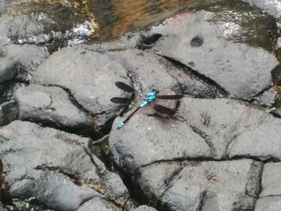 Photos of Tully Gorge National Park