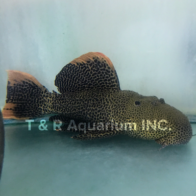 T & R AQUARIUM INC