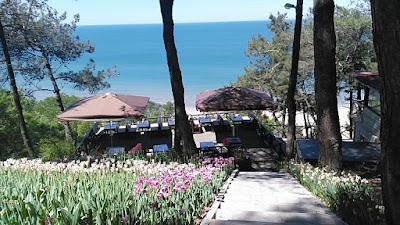 Photos of Vasiyet Korusu Piknik Alanı