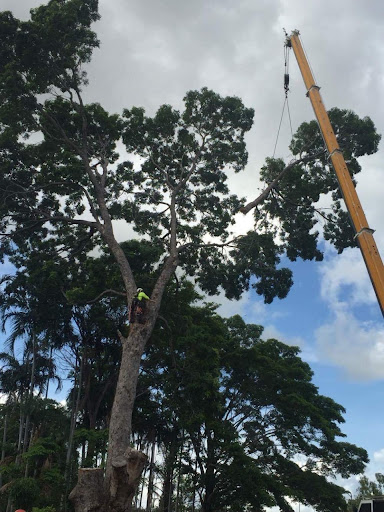 ArborWork Tree Services - Thumbnail