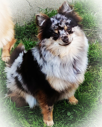 Élevage Spitz / Pomsky Puppy Academy - Thumbnail