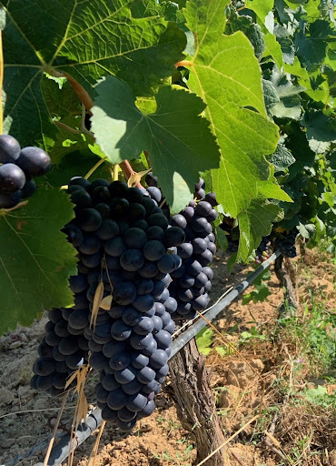 Photo de Les Terrasses du Vidourle à Villevieille (30250)