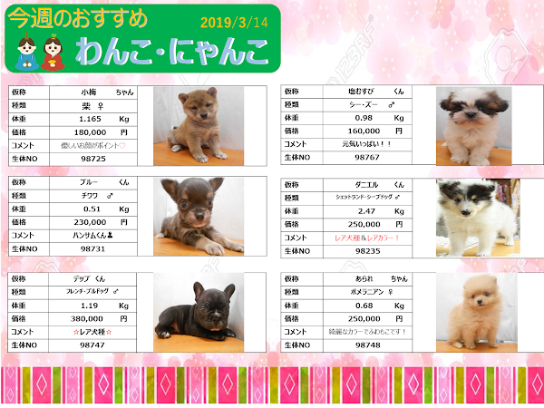 ペットショップ 犬の家 猫の里 We Are One モザイクモール港北店