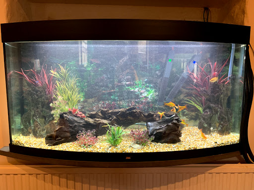 Blue Touch Aquatics - Thumbnail