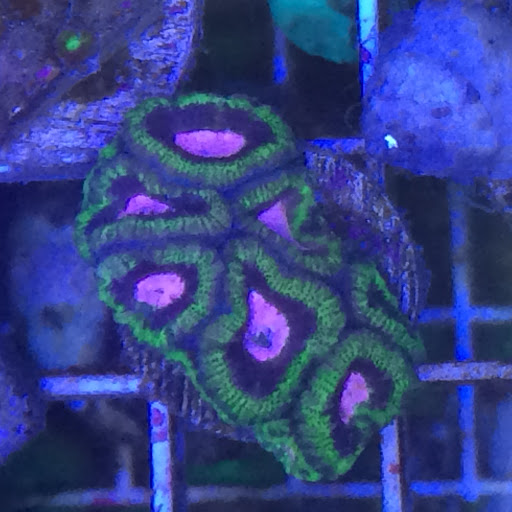 Summers Aquatics - Visual
