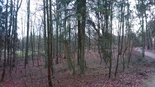 Wieswald - Thumbnail