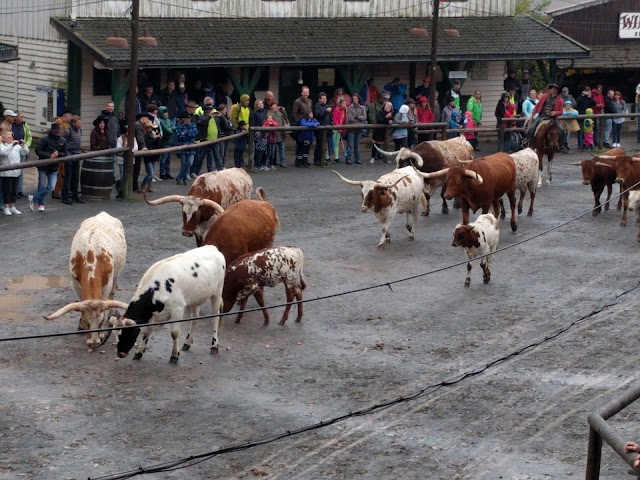 Pullman City Harz