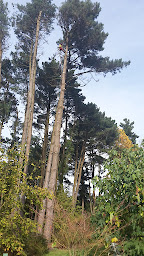 Photo n°10 de Gekko Élagage à Noyal-Pontivy (Service forestier)