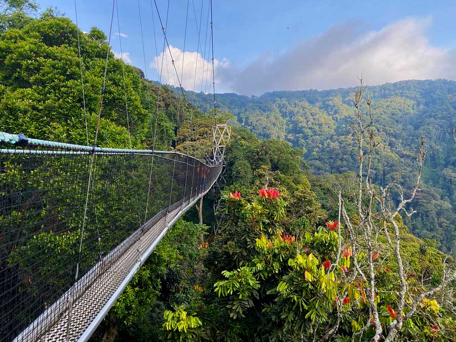 Nyungwe Forest National Park near Nyamasheke