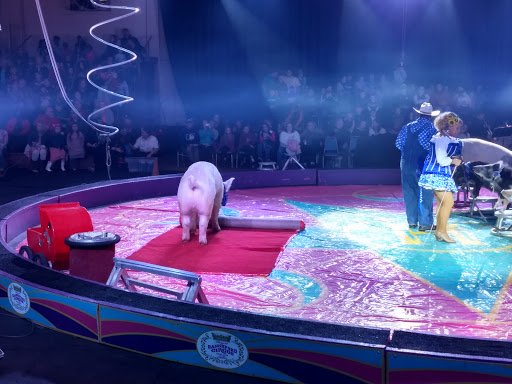 Jamil Shrine Circus - Thumbnail