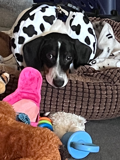 Seward Animal Hospital - Thumbnail
