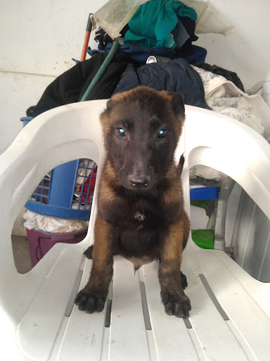 Pet Shop Dogs Gallery - Mexico
