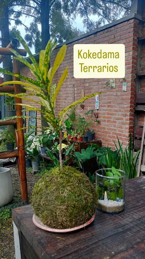 Savia vivero, diseños de jardines - Foto 1